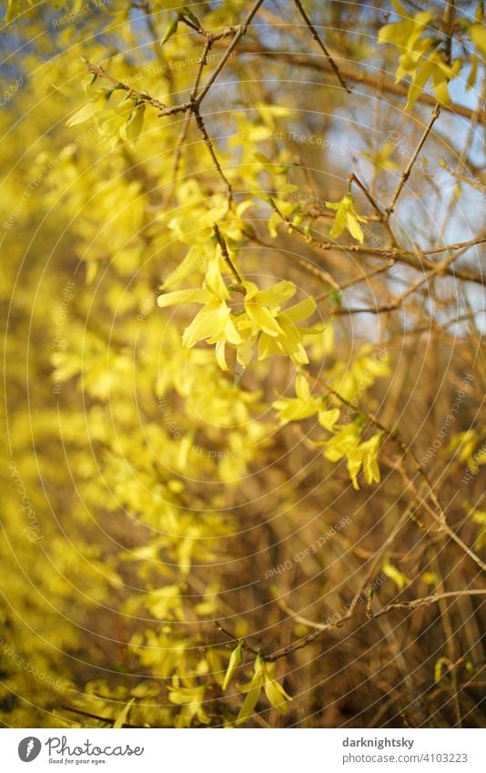 Forsythia in full bloom with a strong blur and a retro look Retro Colour photo Lifestyle Exterior shot Exotic Hip & trendy yellow blossoms thriving shrub