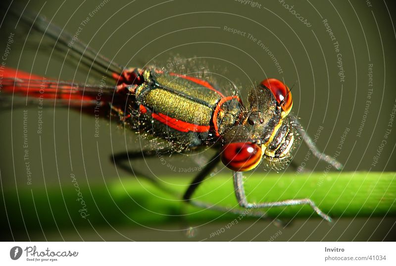 bubble eyes Insect Dragonfly Large red damselfly Eyes Macro (Extreme close-up) Detail