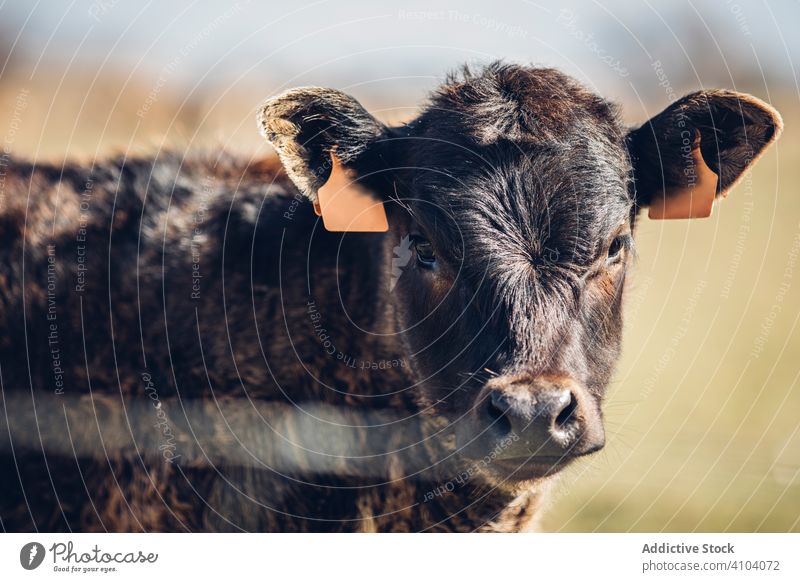 Scenic view of grazing animals on pasture in summer landscape graze cow domestic field scenery nature mammal herd green meadow farm rural calf countryside