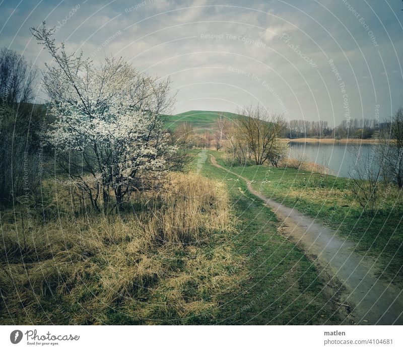 At the lake Spring Lake Baggersee Tree shrub Meadow off Deserted Exterior shot Landscape blossom Colour photo Nature