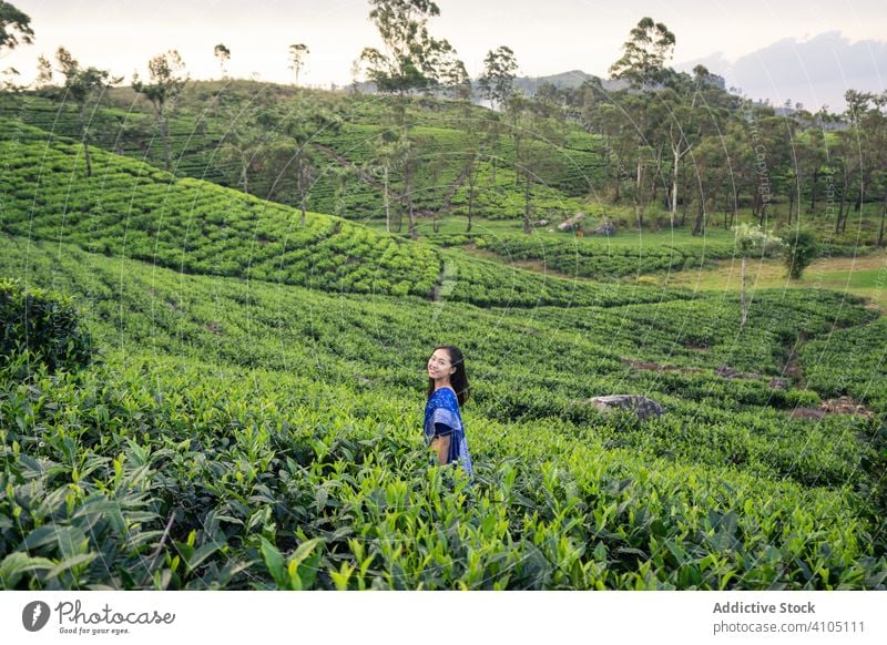 Happy charming Asian woman walking on tea fields in Sri Lanka travel traditional plantation meadow valley sari nature female agriculture enjoy worker green