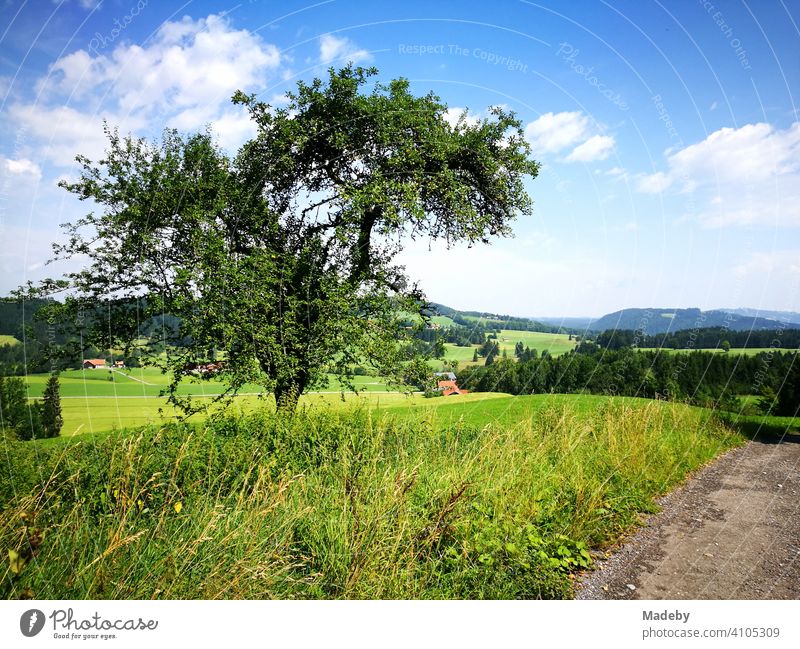 Fruit tree on green meadows and fields with a view of hills and valleys in summer sunshine in Rudersau near Rottenbuch in the district of Weilheim-Schongau in the Allgäu in Upper Bavaria