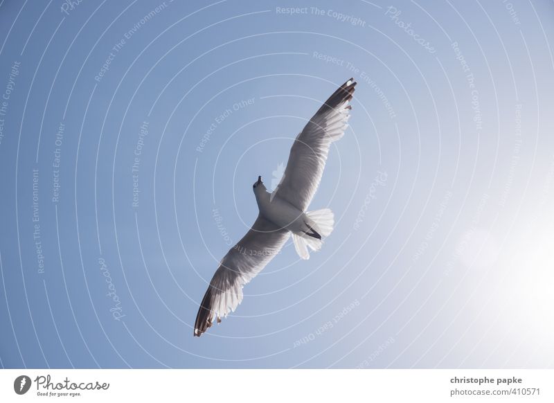 freedom Vacation & Travel Freedom Summer vacation Sun Beach Air Sky Cloudless sky Animal Wild animal Bird Wing Seagull 1 Observe Flying Esthetic Feather Plumed