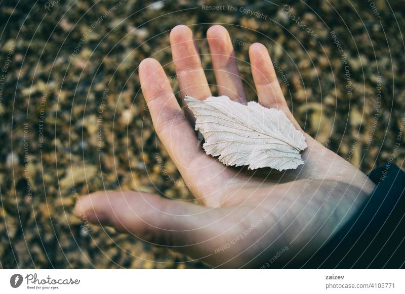 hand of a man holding a fallen leaf from a tree sorbus colours horizontal vein stationary leaving life maple seasonal textured abstract isolated autumnal dead