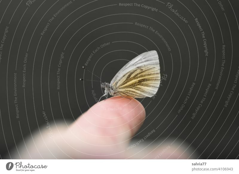 Butterfly sits on finger Fingers black background Macro (Extreme close-up) Whiting Neutral Background Isolated Image Contrast Central perspective Copy Space top