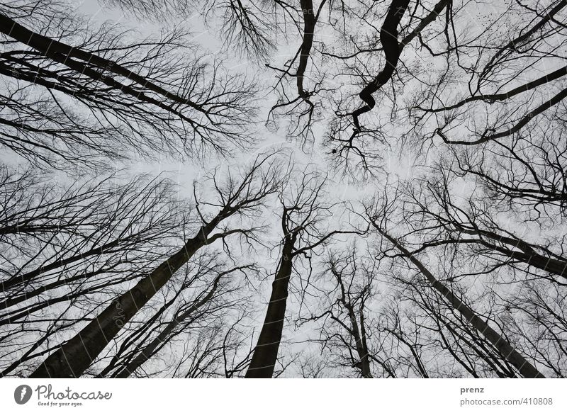 worm's-eye view Environment Nature Plant Winter Tree Gray Black Branch Skyward Wide angle Colour photo Exterior shot Day Deep depth of field Worm's-eye view