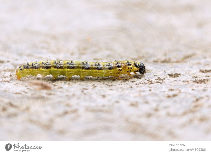 box tree moth macro shot cycle crambidae pest caterpillar animal insect green perspectalis cydalima butterfly larva nature closeup wildlife buxus boxwood