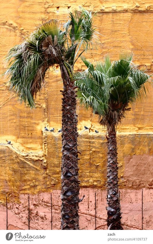on the palm of one's hand Palm tree palms palm branches House (Residential Structure) Ruin Facade Wall (building) Yellow Town Fire wall