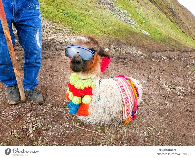 View of a funny alpaca with sunglasses around Rainbow Mountain, Vinicunca, Cusco america animal cusco landscape llama mammal nature peru travel vinicunca wild