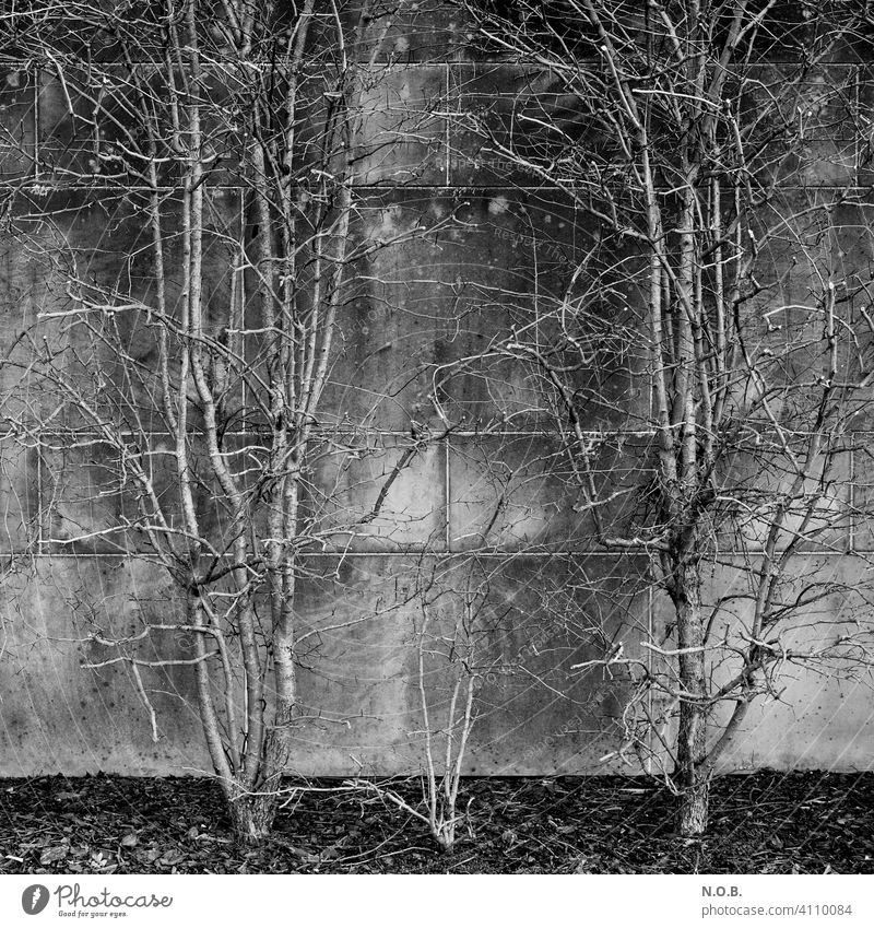 Bushes on a wall in black and white shrub Black & white photo black-and-white Monochrome Exterior shot White Gray Branchage Bleak Deserted Day