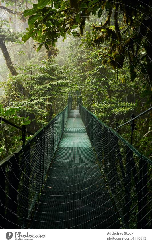 Narrow bridge through green jungle tree lush path nature landscape adventure destination costa rica travel tourism forest scenic way journey construction
