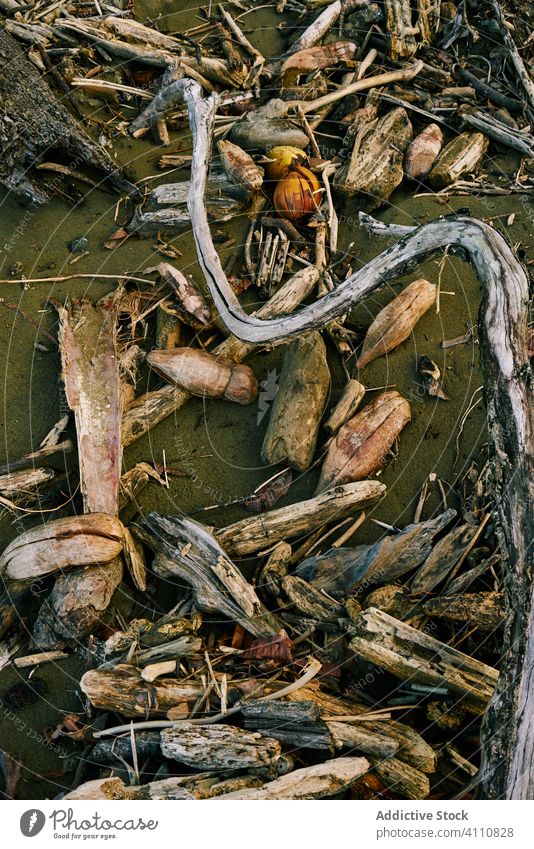 Pieces of wood on sandy coastline branch piece drift ocean beach tree background nature countryside season environment shabby pile organic wooden rural timber