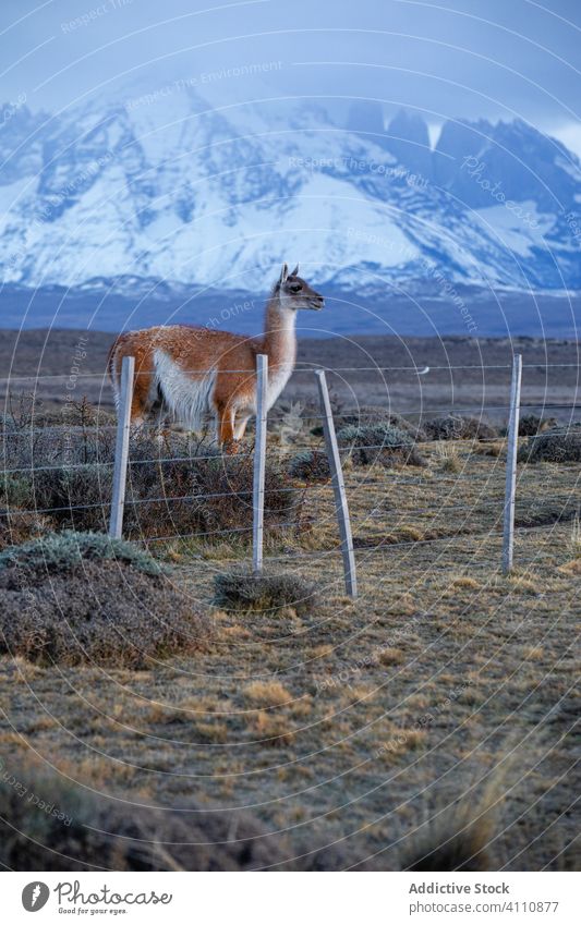 Tranquil lama in sunbeams against snowy mountain ridge hill wildlife fluffy herbivore llama animal guanaco pasture mammal nature environment solitude fauna fur