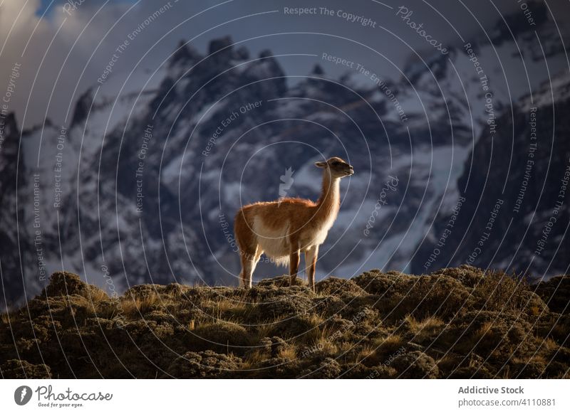 Tranquil lama in sunbeams against snowy mountain ridge hill wildlife fluffy herbivore llama animal guanaco pasture mammal nature environment solitude fauna fur