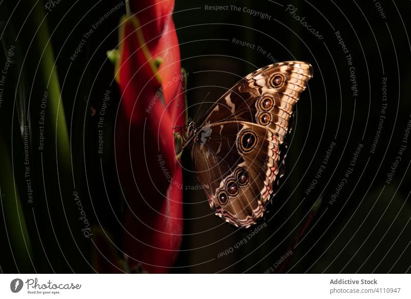 Brown butterfly on green leaf nature wing insect plant creature flora animal fresh spot fauna wildlife summer botany environment biology garden bug stain beauty