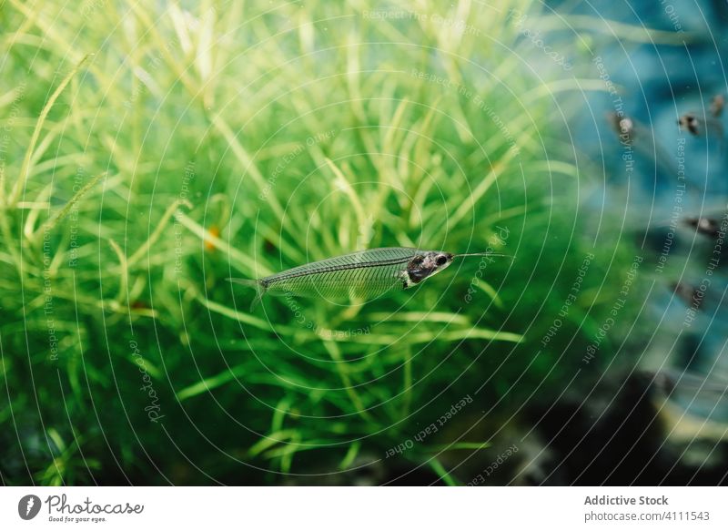 Flock of glass catfishes in aquarium animal underwater kryptopterus nature wildlife fauna environment flock creature transparent ecology small exotic tropical