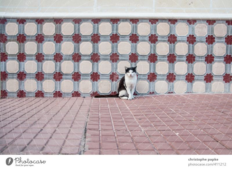 Kool Cat Wall (barrier) Wall (building) Facade Animal Pet 1 Observe Looking Curiosity Cute Tile Sit Colour photo Exterior shot Deserted Copy Space top Day