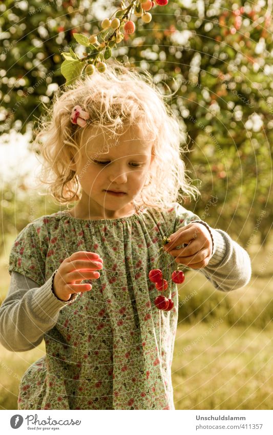 Counting cherries Food Fruit Cherry Nutrition Picnic Leisure and hobbies Summer Sun Living or residing Garden Human being Child Girl Infancy Life