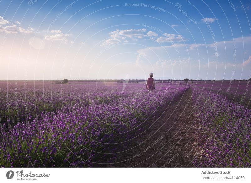 Female farmer walking along ground among rows of lavender flowers in field in sunny day woman cultivate sky farmland freedom peaceful plantation aromatic female