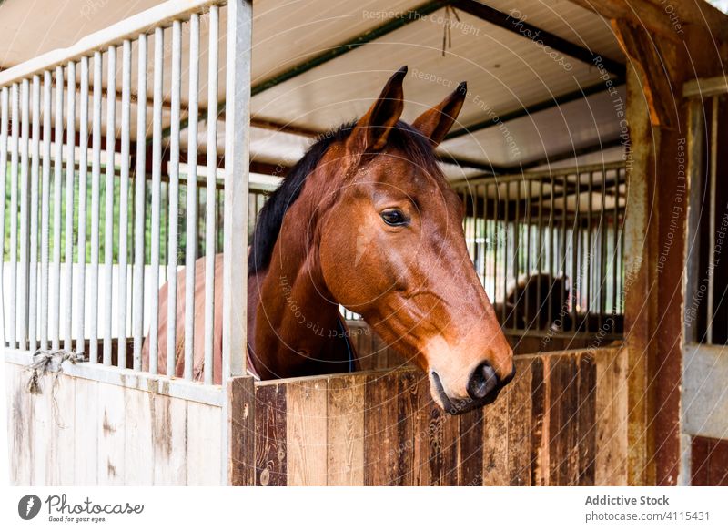 Horse standing in stall on ranch horse stable rest wooden school equestrian obedient countryside bay building training shed farm stallion mare animal horseback
