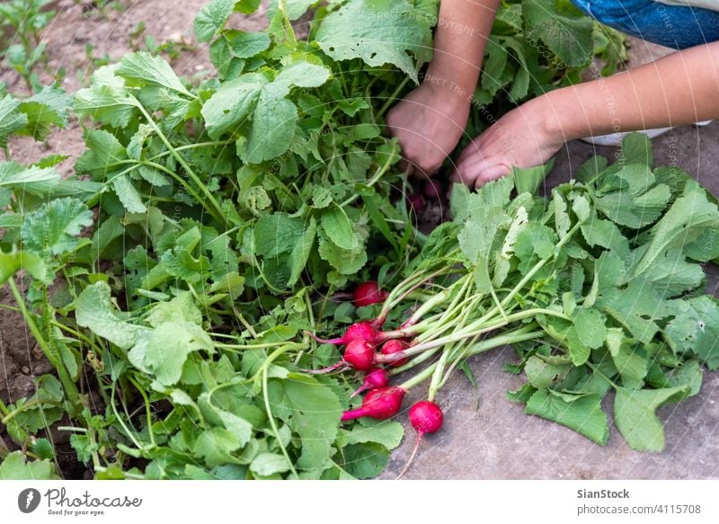 Young woman in the garden holds radish. green crop fresh bunch growth plant healthy vitamin food picking leaf raw nature harvest hand organic ripe farm