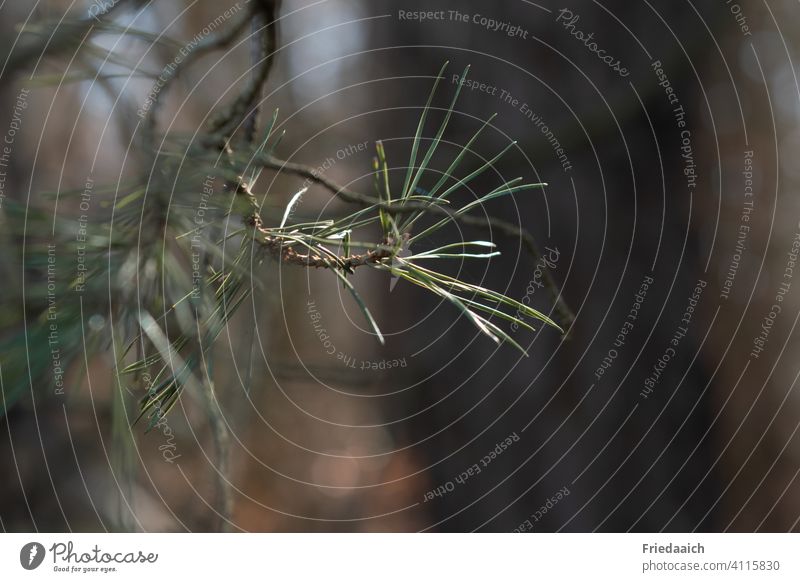 A ray of sunshine makes pine needles glow Pine needle Coniferous trees Green Forest Tree Environment Nature Plant Close-up Exterior shot Day sunbeam Detail