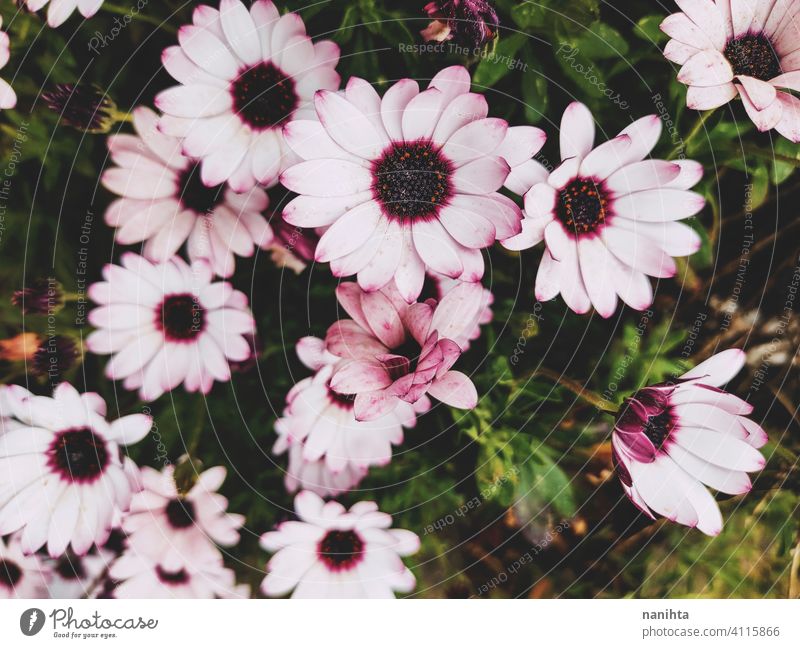 floral patter of dimorphoteca ecklonis, african daisy spring flowers beautiful plant amazing bloom in bloom blossoming macro close close up nature natural fresh