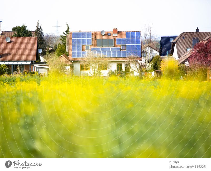 Single-family house with photovoltaic system and thermal solar system on the roof next to a blooming rape field photovoltaics Detached house Renewable energy