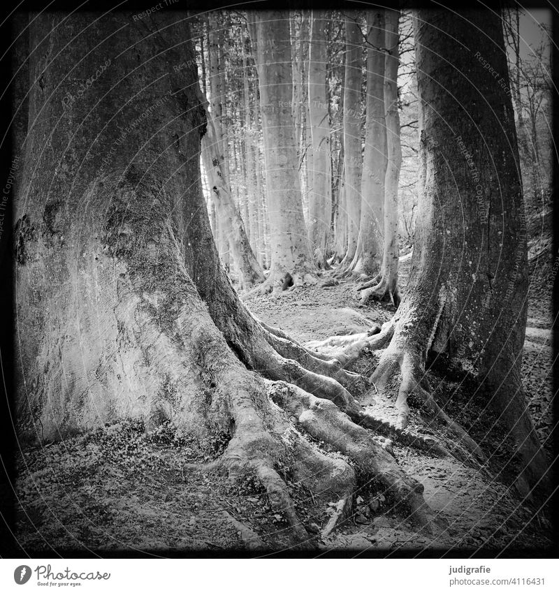 forest Forest Tree trees Root Lanes & trails Hiking out Nature Landscape Environment Passage Relaxation Black & white photo