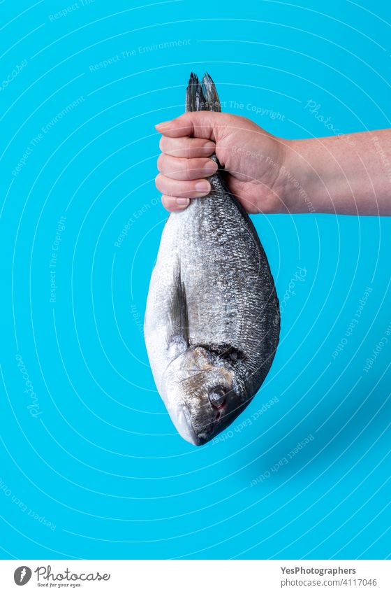 Dorado fish isolated on a blue background. Woman hand holding raw fish animal arm catch close-up color copy space cuisine cut out dead diet dieting dorado food