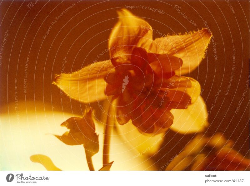 firecracker Flower Back-light Blossom Macro (Extreme close-up)