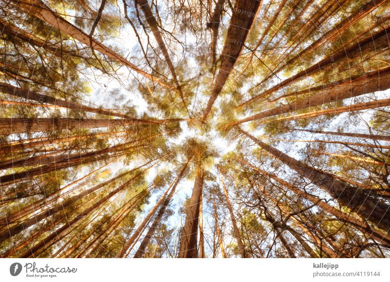 rustling forest Forest trees Movement motion blur Tree trunk Worm's-eye view Wobble Jawbone tight clearing Nature Exterior shot Green Colour photo Environment
