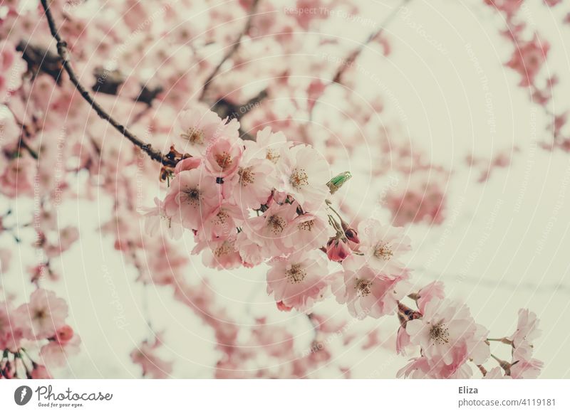 Apple blossoms in pale pink Apple Blossom Apple tree Blossoming Spring pastel Delicate Nature Pink Tree twigs branches Day floral