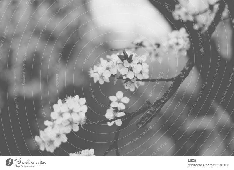 Apple blossoms in black and white Apple Blossom Apple tree Blossoming Spring pastel Delicate Nature Tree twigs branches Day floral black-and-white Black White