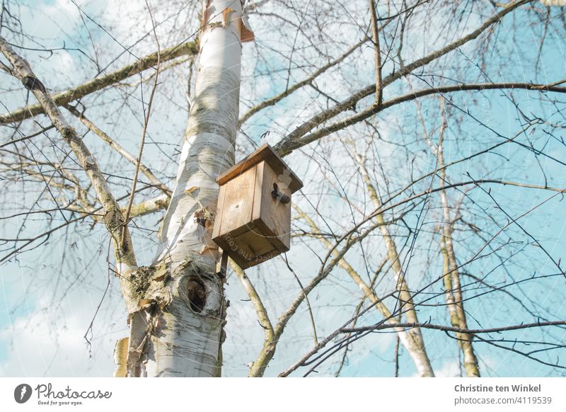 Nesting box for tits on a still bare birch tree. View from below into bare branches and pale blue, slightly cloudy sky. meisenkasten birches bare trees Blue sky