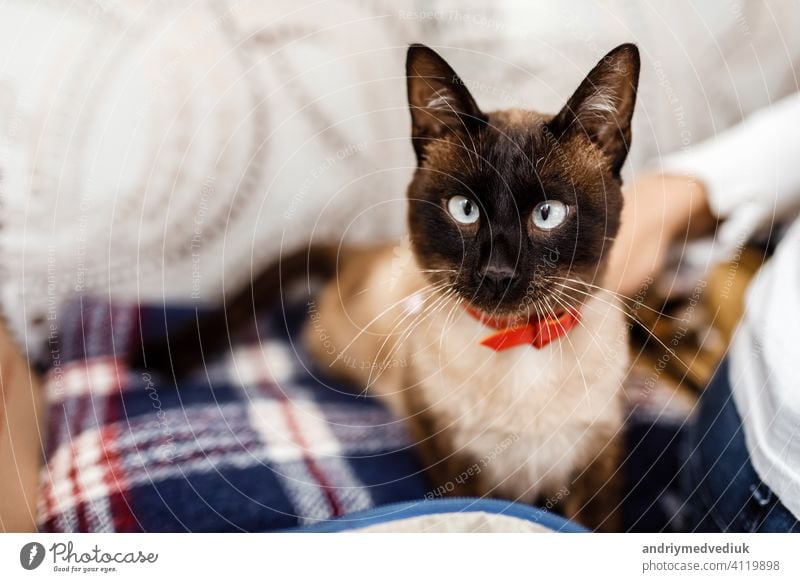 Funny cat with a red bow tie close-up. cat with butterfly. cat with eye defect. The concept of fashionable cats. animal kitten kitty cute portrait funny