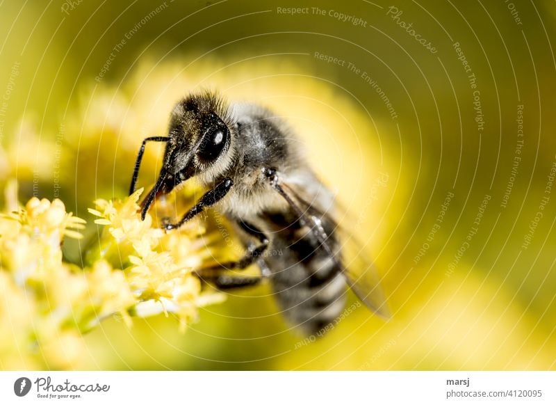 A busy wild bee starts the new week with a lot of eagerness Insect Inseminate animal portrait faceted eyes food source Animal Nature Plant Blossom Colour photo
