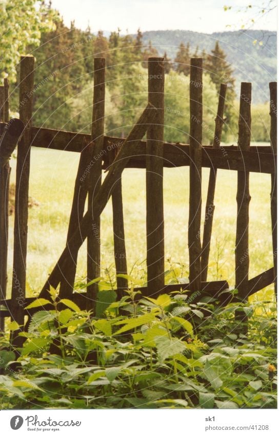 At the old old fence Fence Brown Wood Green Stinging nettle Things Old Meadow Trees Nature Weed