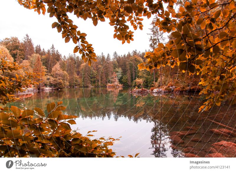 Reflections in calm pond water on an autumn day. autumn idyllic landscape scene reflection Calm Pond Autumnal idyllically Landscape scene color picture