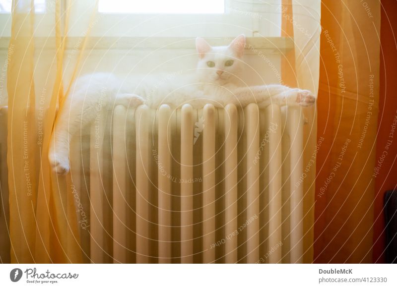 A white cat lies on the radiator behind a curtain and relaxes Colour photo Day Cat Heating Curtain Lie reclining Pet Animal Animal portrait 1 Interior shot