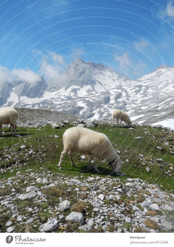 A sheep called Reinhold Nature Landscape Plant Air Sky Clouds Summer Beautiful weather Snow Grass Alps Mountain Zugspitze Farm animal 3 Animal Authentic Cold
