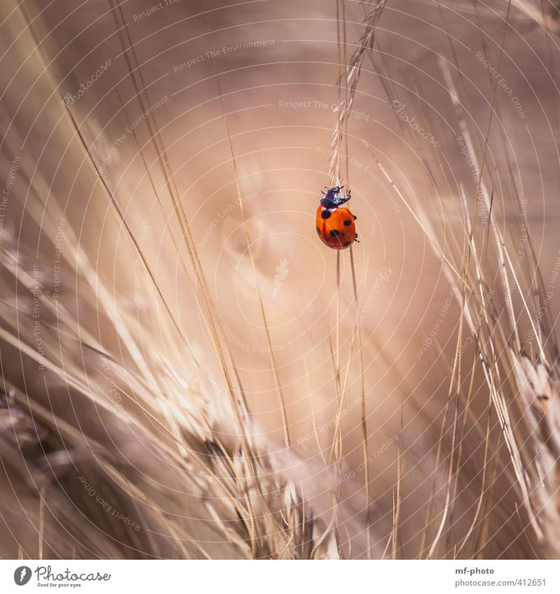 STEEPLY UPWARDS Beetle Ladybird 1 Animal Brown Red Happy Colour photo Exterior shot Deserted Light