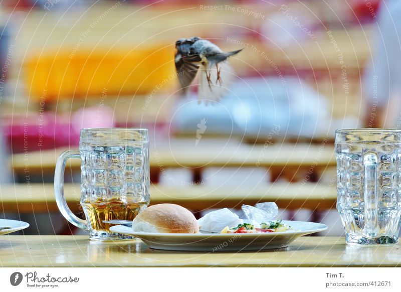 departure Downtown Old town Animal Bird 1 Trade Sparrow Beer garden Prater Glass Colour photo Exterior shot Deserted Day Blur
