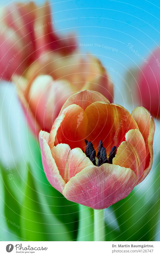 Flowering garden tulips Tulip Hybrid Tulips tulipa Hybrids Spring spring Liliaceae Lily plants Red Yellow bulb flower Plant Blossom Close-up