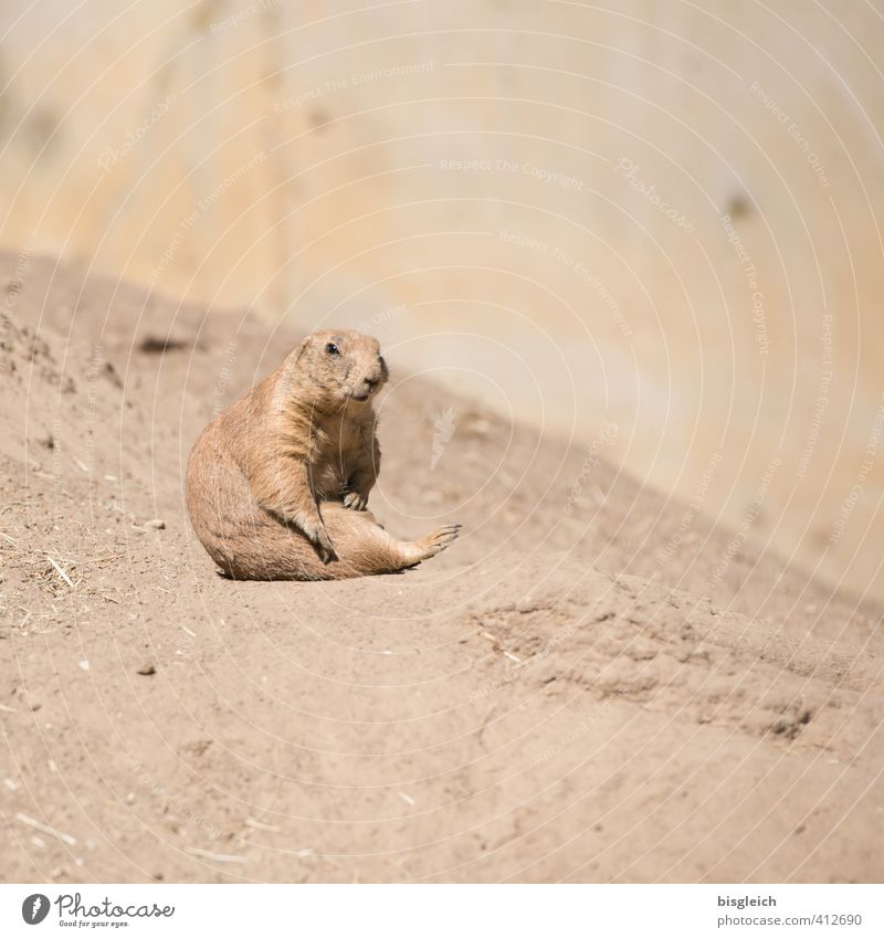 Prairie Dog III Animal Wild animal Prairie dog 1 Looking Sit Brown Attentive Watchfulness Serene Beautiful Colour photo Exterior shot Deserted Copy Space right