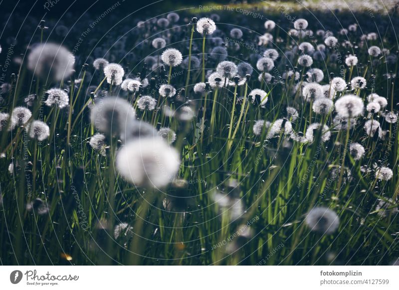 a bright dandelion meadow puff flowers Dandelion Dandelion field luminescent White Delicate Fresh Love of nature Nature romantic Idyll strewn ecology