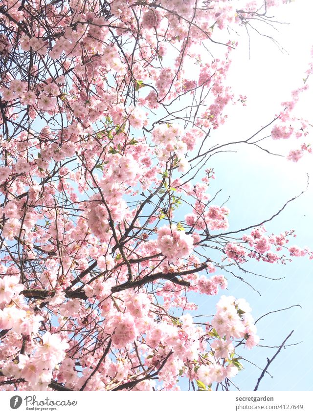Sakura time. Kitsch Cherry Cherry blossom Spring Spring fever spring feeling Blossom Cherry tree Pink Tree Nature Colour photo Exterior shot Blossoming