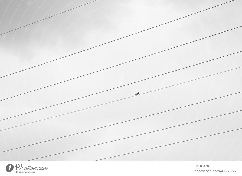 Lone bird on the tightrope Bird solitary bird Nature birds Sky Freedom stream Power transmission Energy Overhead line High voltage power line high voltage