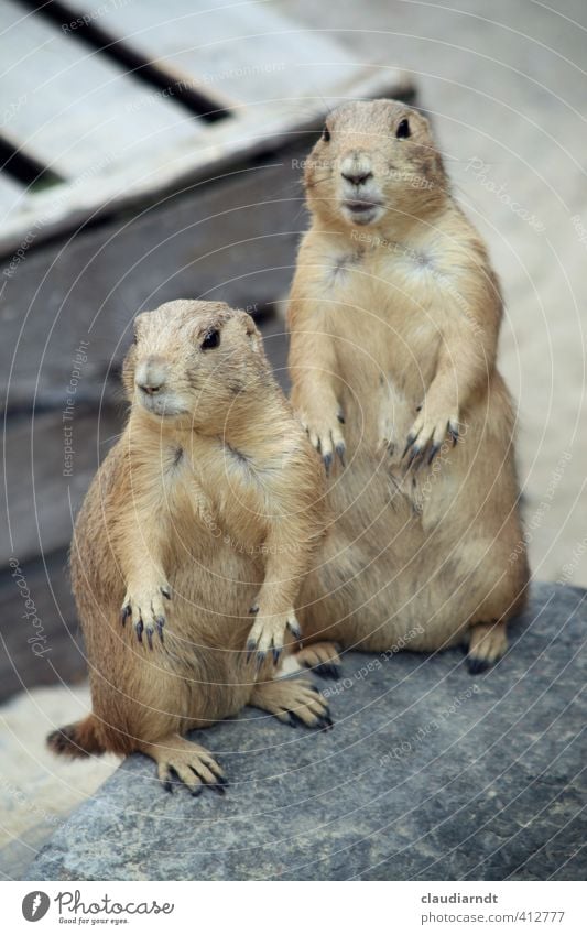 Now look at this! Animal Wild animal Pelt Claw Zoo Prairie dog 2 Pair of animals Stand Curiosity Interest Timidity Observe Watchfulness Marvel Surprise