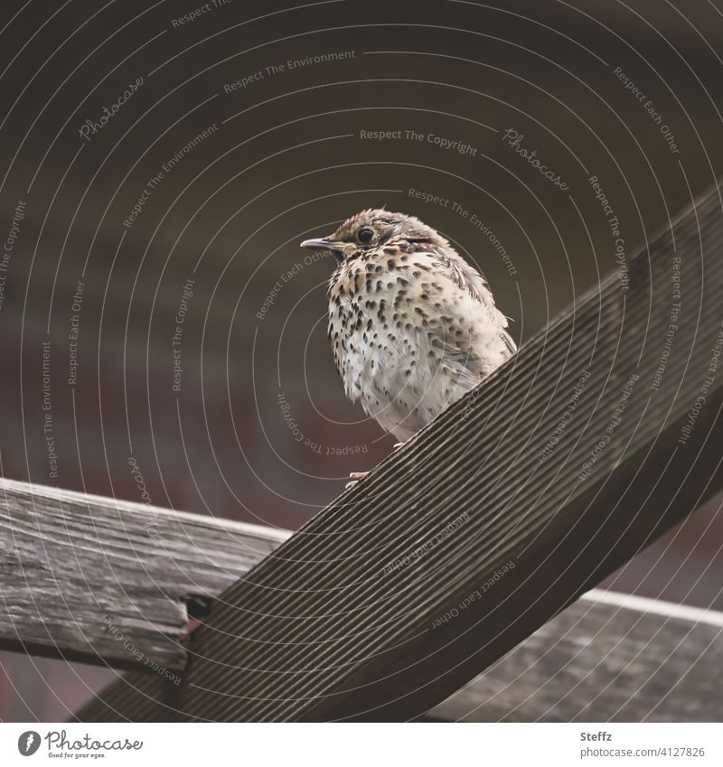 a young bird sits on a wooden bench and quietly contemplates the world Young bird Throstle Song Thrush beeper juvenile thrush Song throttle type Bird youthful